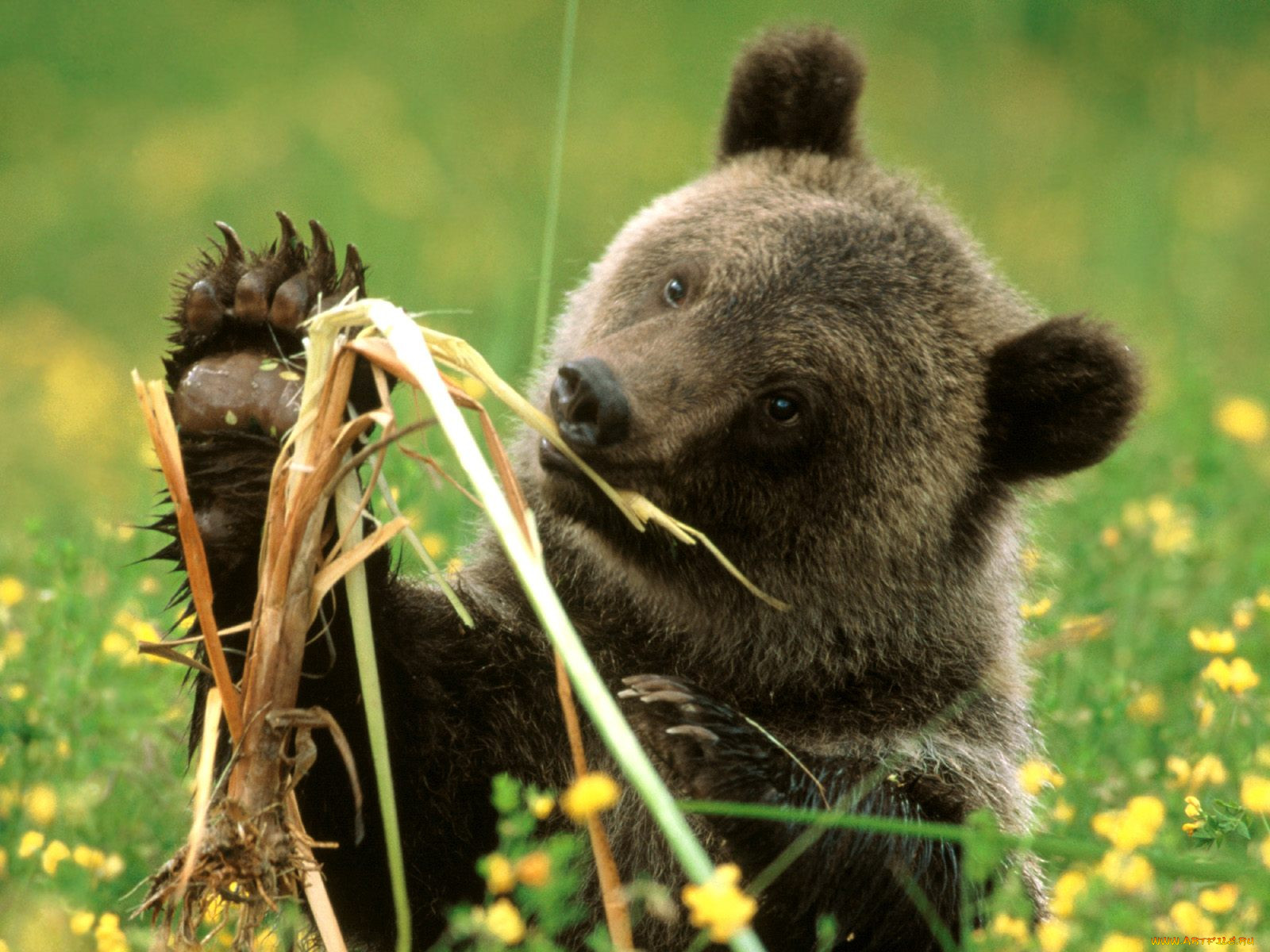 cattail, eating, grizzly, bear, colorado, , 